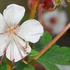 Geranium macrorrhizum 'Album', flowers