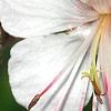 Geranium macrorrhizum 'Album', flowers