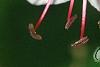 Geranium macrorrhizum 'Album', flowers