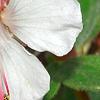 Geranium macrorrhizum 'Album', flowers
