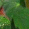 Geranium macrorrhizum 'Album', flowers