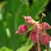 Geranium macrorrhizum 'Album', flowers
