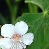 Geranium macrorrhizum 'Album', flowers