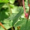Geranium macrorrhizum 'Album', flowers