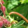 Geranium macrorrhizum 'Album', flowers