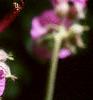 Geranium macrorrhizum 'Bevan's Variety', flowers