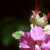 Geranium macrorrhizum 'Bevan's Variety', flowers