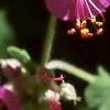 Geranium macrorrhizum 'Bevan's Variety', flowers