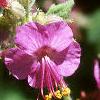 Geranium macrorrhizum 'Bevan's Variety', flowers