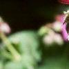 Geranium macrorrhizum 'Bevan's Variety', flowers