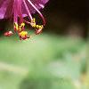 Geranium macrorrhizum 'Bevan's Variety', flowers