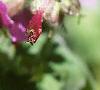 Geranium macrorrhizum 'Bevan's Variety', flowers