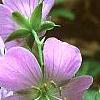 Geranium maculatum 'Chatto', flowers