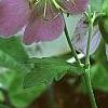 Geranium maculatum 'Chatto', flowers