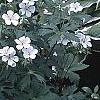Geranium maculatum 'Helen Gallagher', habit