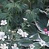 Geranium maculatum 'Helen Gallagher', habit