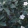 Geranium maculatum 'Helen Gallagher', habit