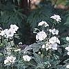 Geranium maculatum 'Helen Gallagher', habit
