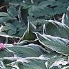 Geranium maculatum 'Helen Gallagher', habit