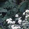 Geranium maculatum 'Helen Gallagher', habit