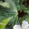 Geranium maculatum 'Helen Gallagher', flowers