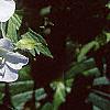 Geranium maculatum 'Helen Gallagher', flowers
