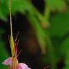 Geranium macrorrhizum 'Ingwersen's Variety', flowers