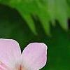 Geranium macrorrhizum 'Ingwersen's Variety', flowers