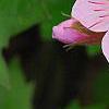 Geranium macrorrhizum 'Ingwersen's Variety', flowers