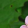 Geranium macrorrhizum 'Ingwersen's Variety', flowers