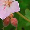 Geranium macrorrhizum 'Ingwersen's Variety', flowers