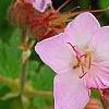 Geranium macrorrhizum 'Ingwersen's Variety', flowers
