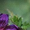 Geranium x magnificum, flowers