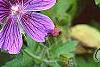 Geranium x magnificum, flowers