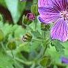 Geranium x magnificum, flowers