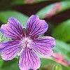 Geranium x magnificum, flowers