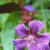 Geranium x magnificum, flowers
