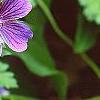 Geranium x magnificum, flowers