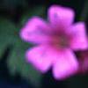 Geranium x oxonianum 'Bressingham Delight', flowers