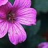 Geranium x oxonianum 'Bressingham Delight', flowers