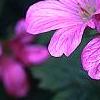 Geranium x oxonianum 'Bressingham Delight', flowers