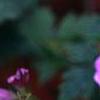 Geranium x oxonianum 'Bressingham Delight', flowers