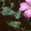 Geranium x oxonianum 'Claridge Druce', flowers
