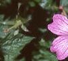 Geranium x oxonianum 'Claridge Druce', flowers