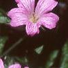 Geranium x oxonianum 'Claridge Druce', flowers
