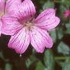 Geranium x oxonianum 'Claridge Druce', flowers