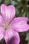 Geranium x oxonianum 'Claridge Druce', flowers