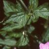Geranium x oxonianum 'Claridge Druce', flowers