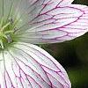 Geranium x oxonianum 'Katherine Adele', flowers