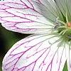 Geranium x oxonianum 'Katherine Adele', flowers